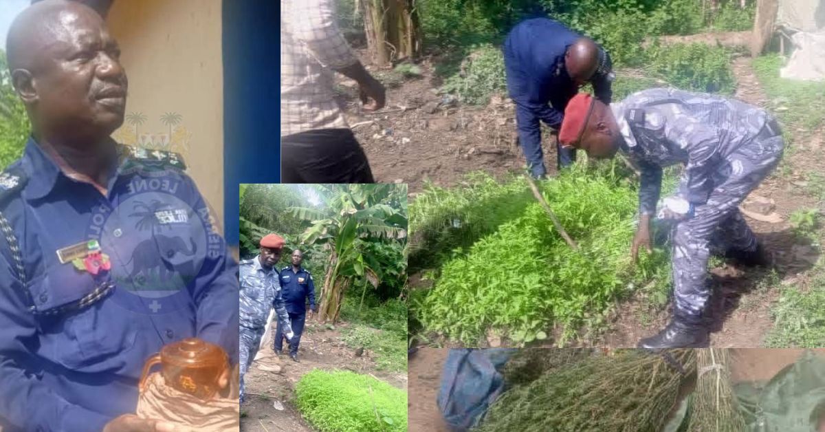 Police Raid Drug Networks in Port Loko, Arrest Suspects for Kush and Cannabis