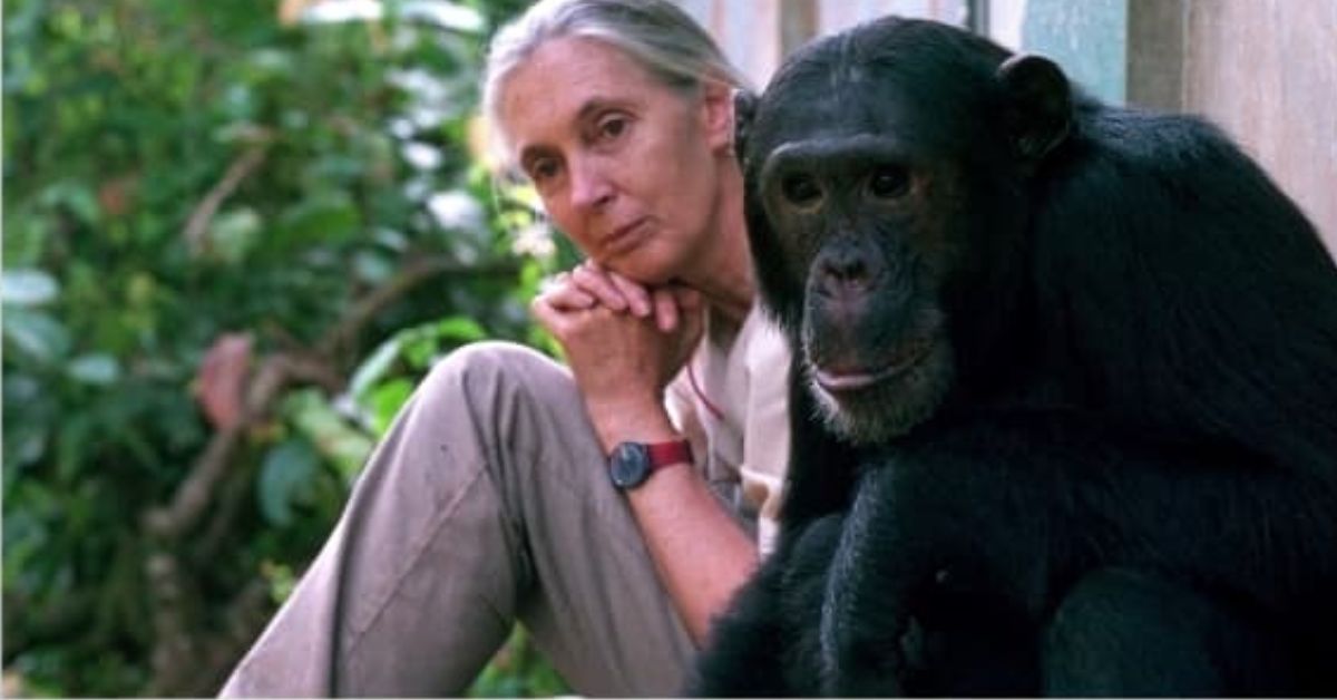 Limkokwing University Hosts Two-Day Exhibition Celebrating Legacy of Dr. Jane Goodall