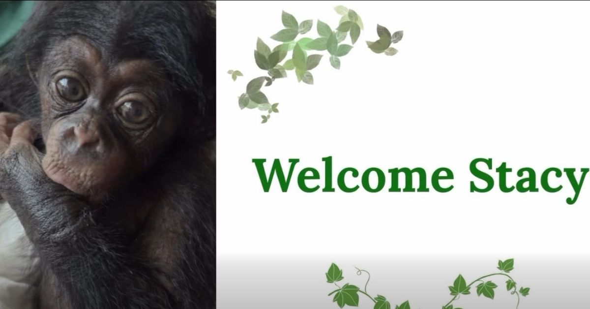 Tacugama Sanctuary Welcomes Rescued Baby Chimpanzee “Stacey” Amid Calls for Conservation Action