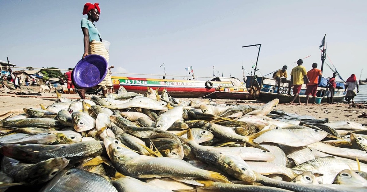 Fishing Communities Raise Concerns Over Hardship as Government Set to Suspend Artisanal Fishing