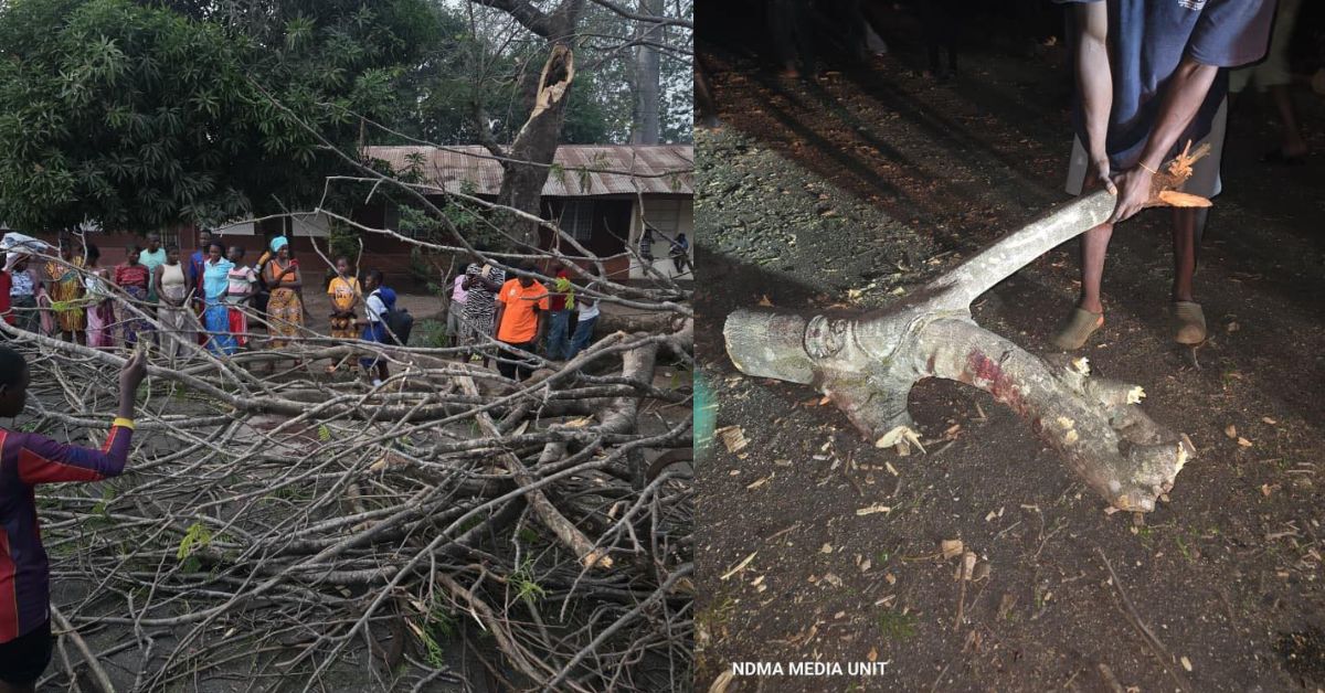 NDMA Sends Emergency Response as Falling Tree Kills One, Injures Three Others in Kenema