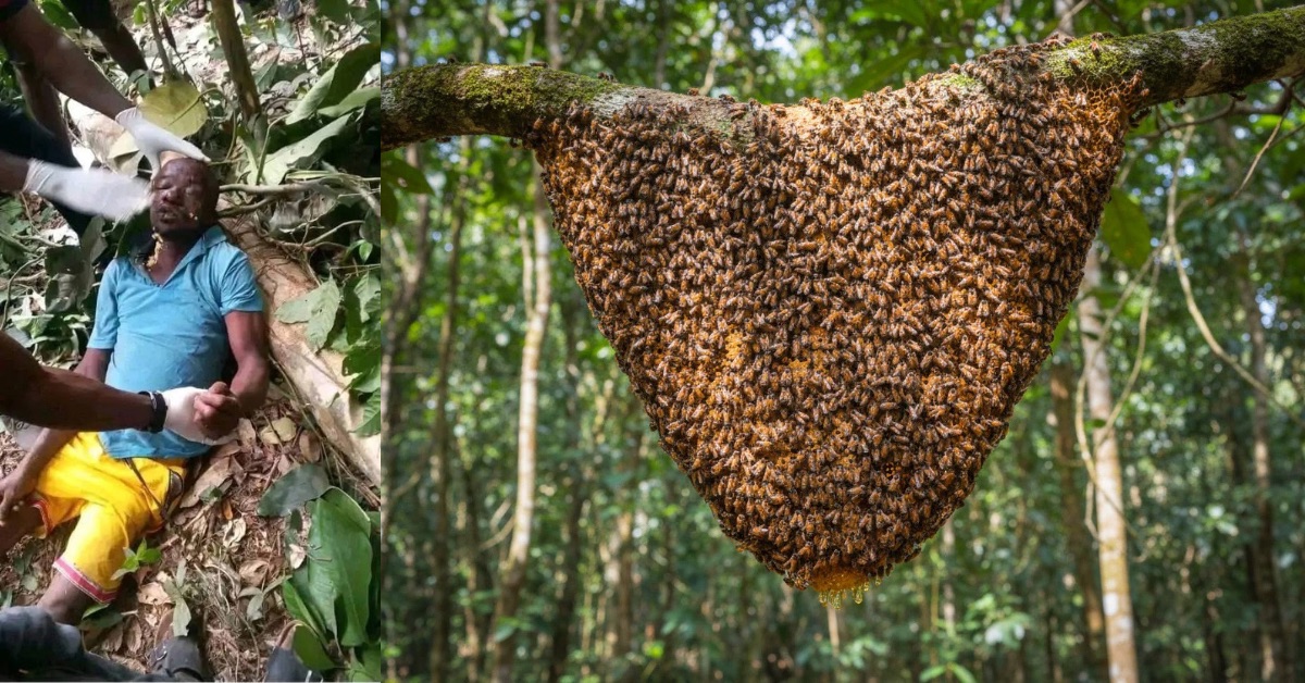 Beekeeper Reportedly Found Dead After Honey Harvest Trip in Koinadugu District