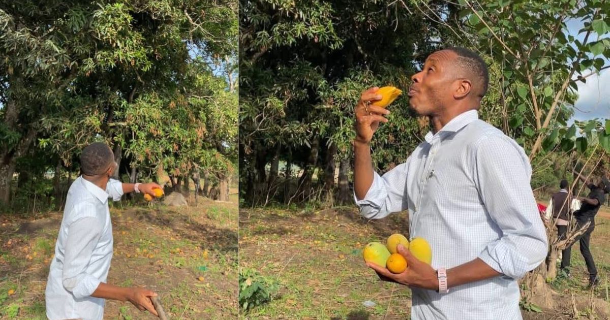 Netizens React to Chief Minister David Sengeh Picking Mangoes in Falaba