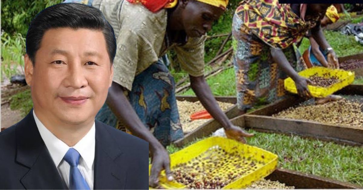 Sierra Leonean Coffee Exporters Set to Benefit as China Opens Zero-Tariff Import Policy
