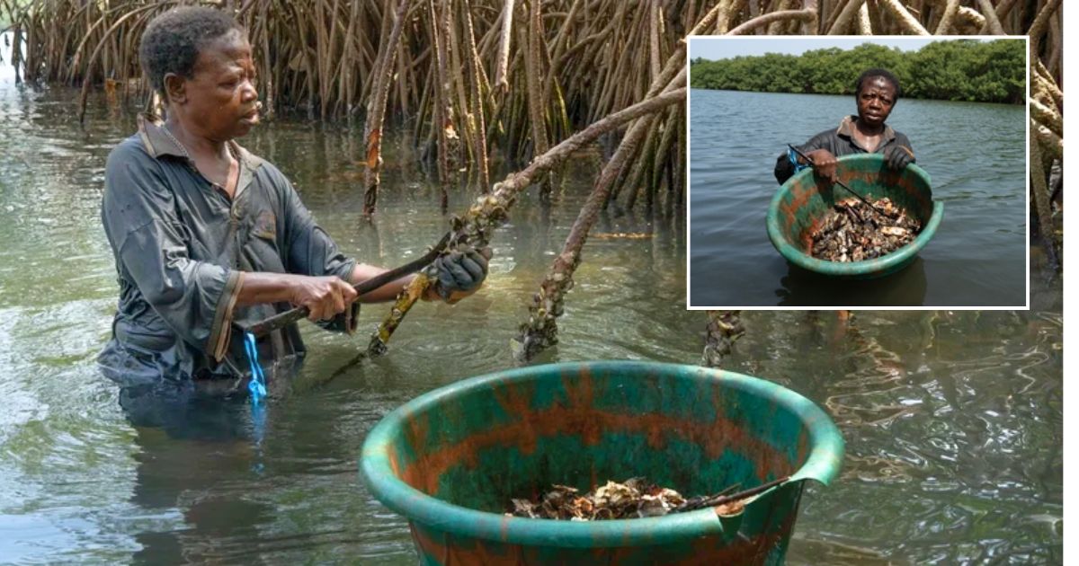 Mangrove Loss Threatens Sierra Leone’s Oyster Harvesters
