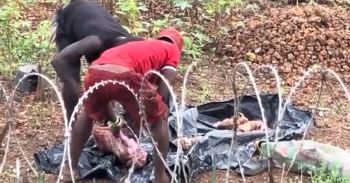 Viral Video: Two Men Allegedly Caught Butchering Sick Dog for Sale in Freetown