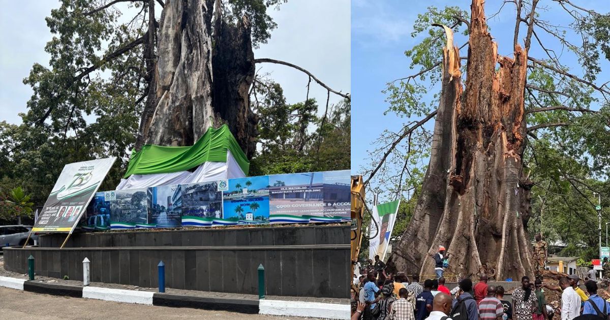 Freetown: The Popularization of Rot