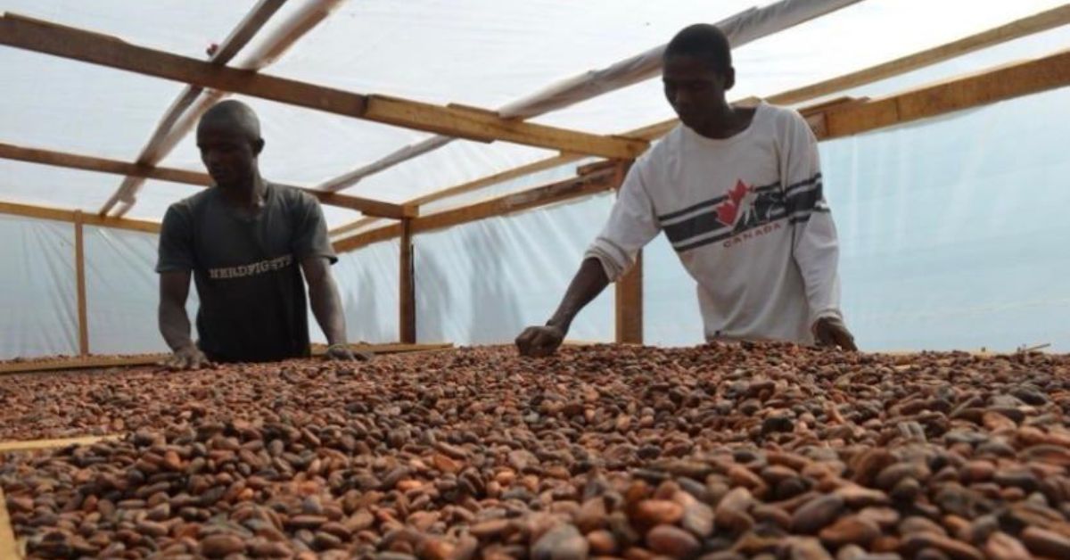 Sierra Leone’s Cocoa Industry Earns Major EU Recognition