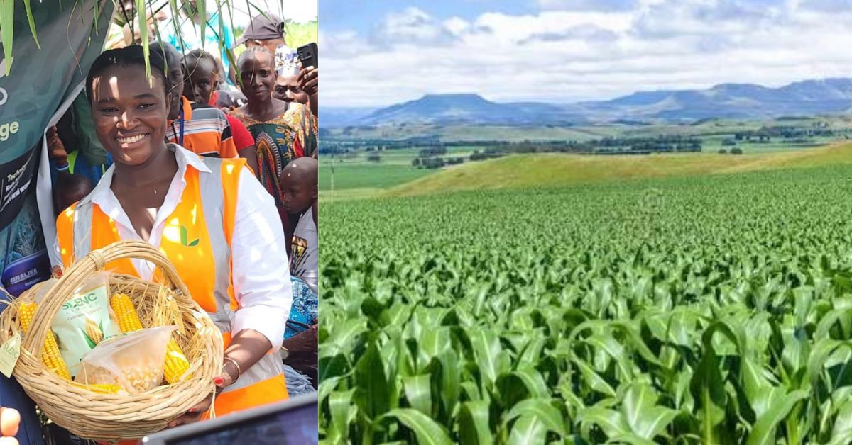 Young Sierra Leonean Agripreneur Transforms Maize Farming into Commercial Enterprise