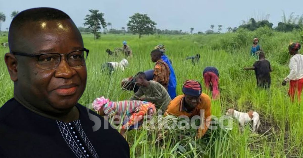 Sierra Leone Records Increase in Rice Production, Hits 73% Self-Sufficiency