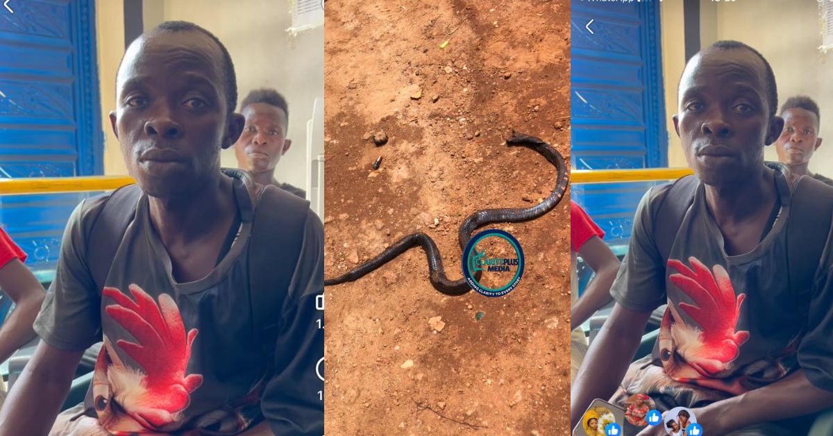 Tenant, Landlord Clash Over Repeated Snake Incidents
