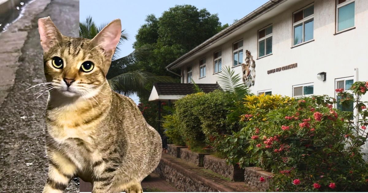 British High Commission Offers 3,000 Leone Reward for Missing Cat