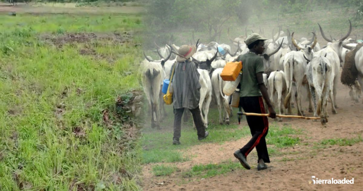 Falaba Farmers Raise Alarm Over Crop Destruction by Suspected Cattle Herdsmen From Mali