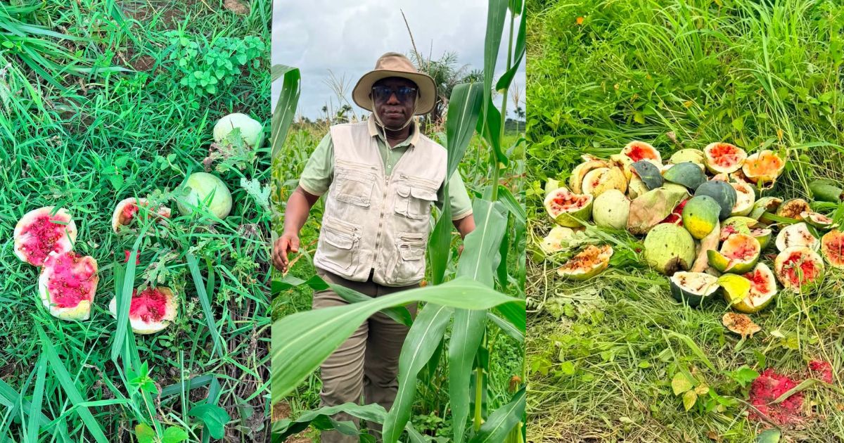 Deputy Minister Napoleon Lashes Out at Kambia Youths Over Destruction of His Watermelon Farm