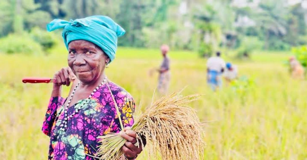 Rice Import Duty Yields Revenue but Falls Short for Women Farmers, Policy Brief Finds