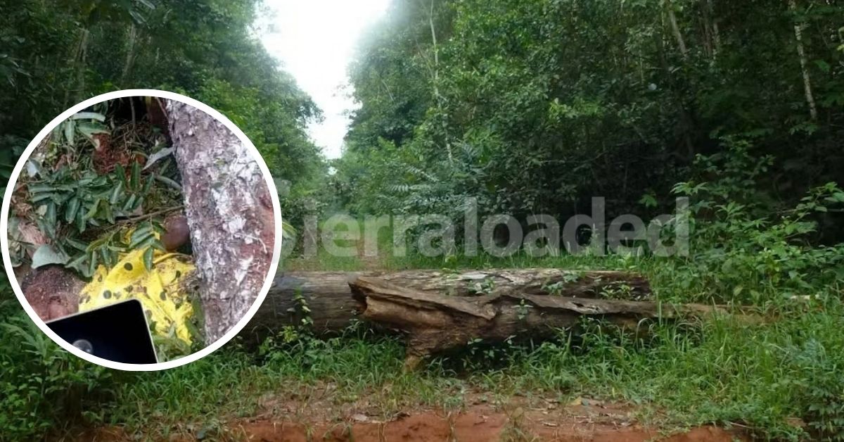 Young Man Struck to Death by Falling Timber in Kailahun