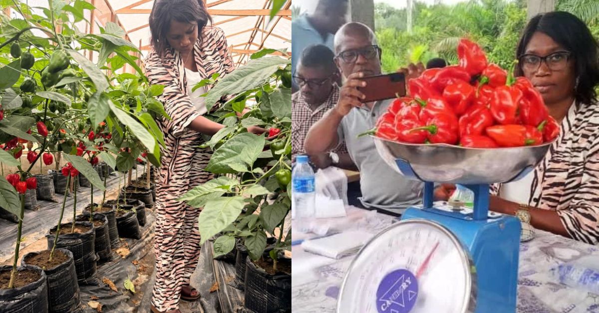 World Bank-Backed Programme Harvests Habanero Pepper in Pujehun